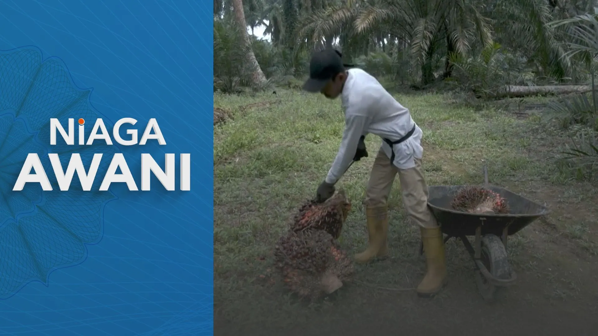 Niaga AWANI: Niaga hadapan MSM dijangka berlegar antara RM4,200-RM4,300 minggu ini