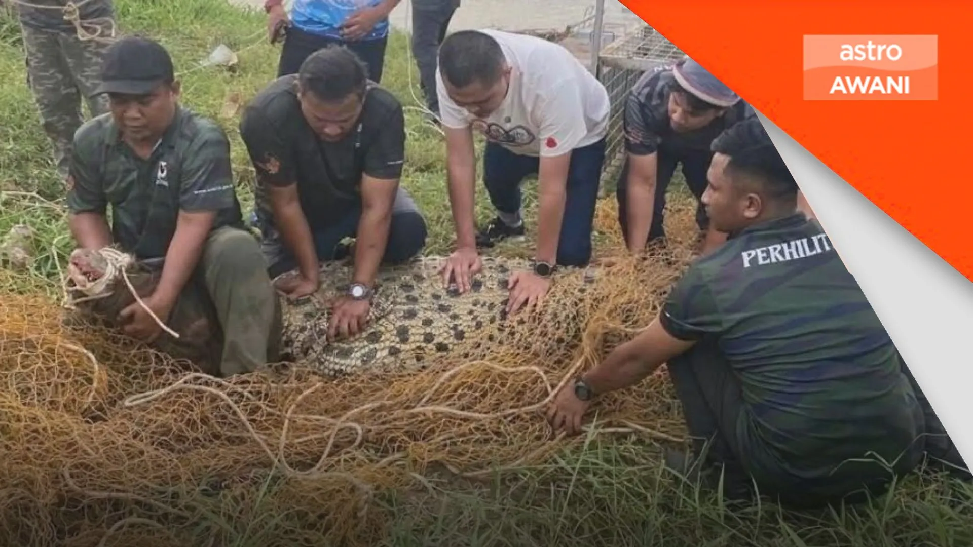 Buaya tembaga 250kg berjaya ditangkap di Krubong