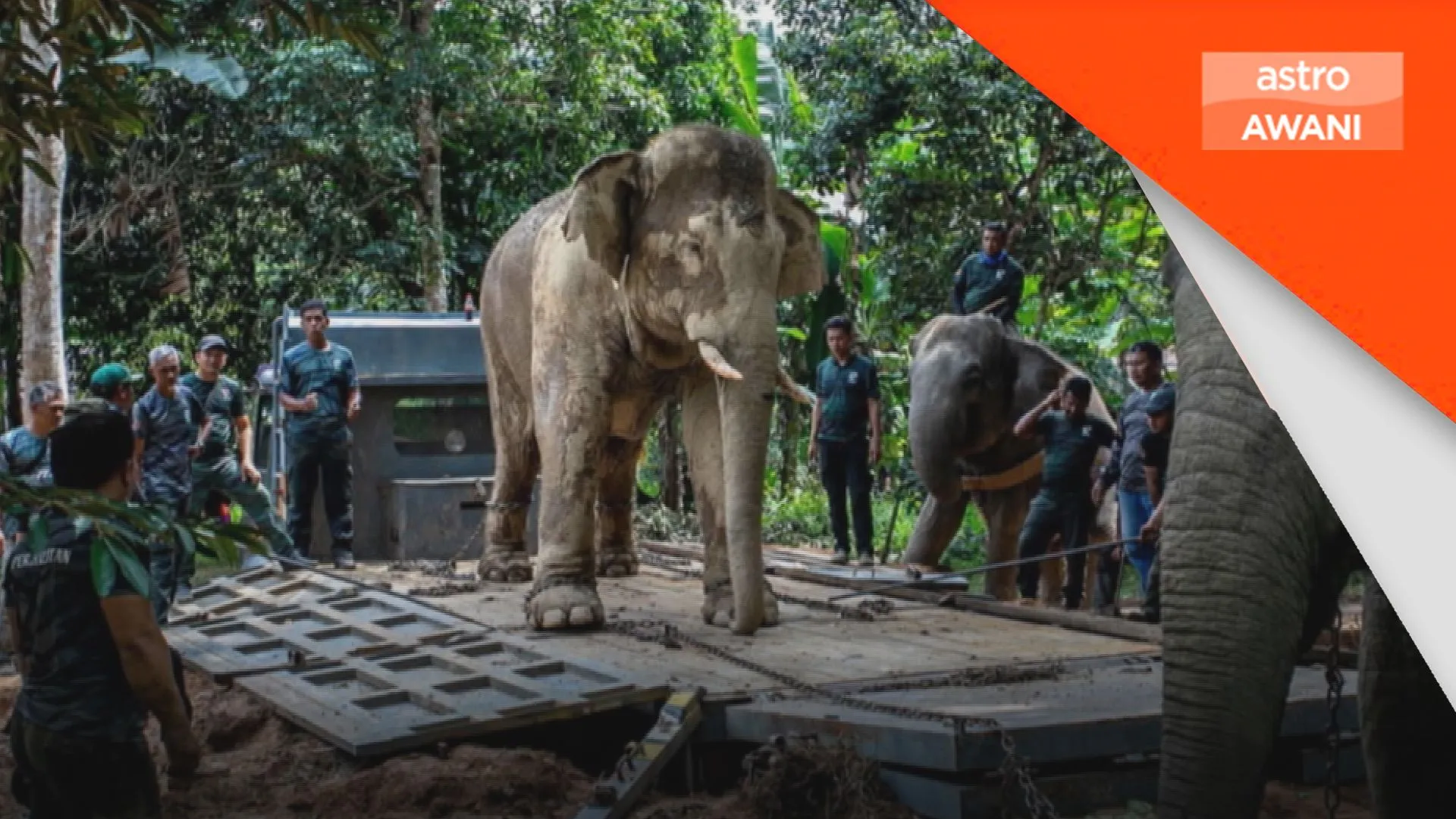 Perhilitan pindahkan 12 gajah liar di Gerik