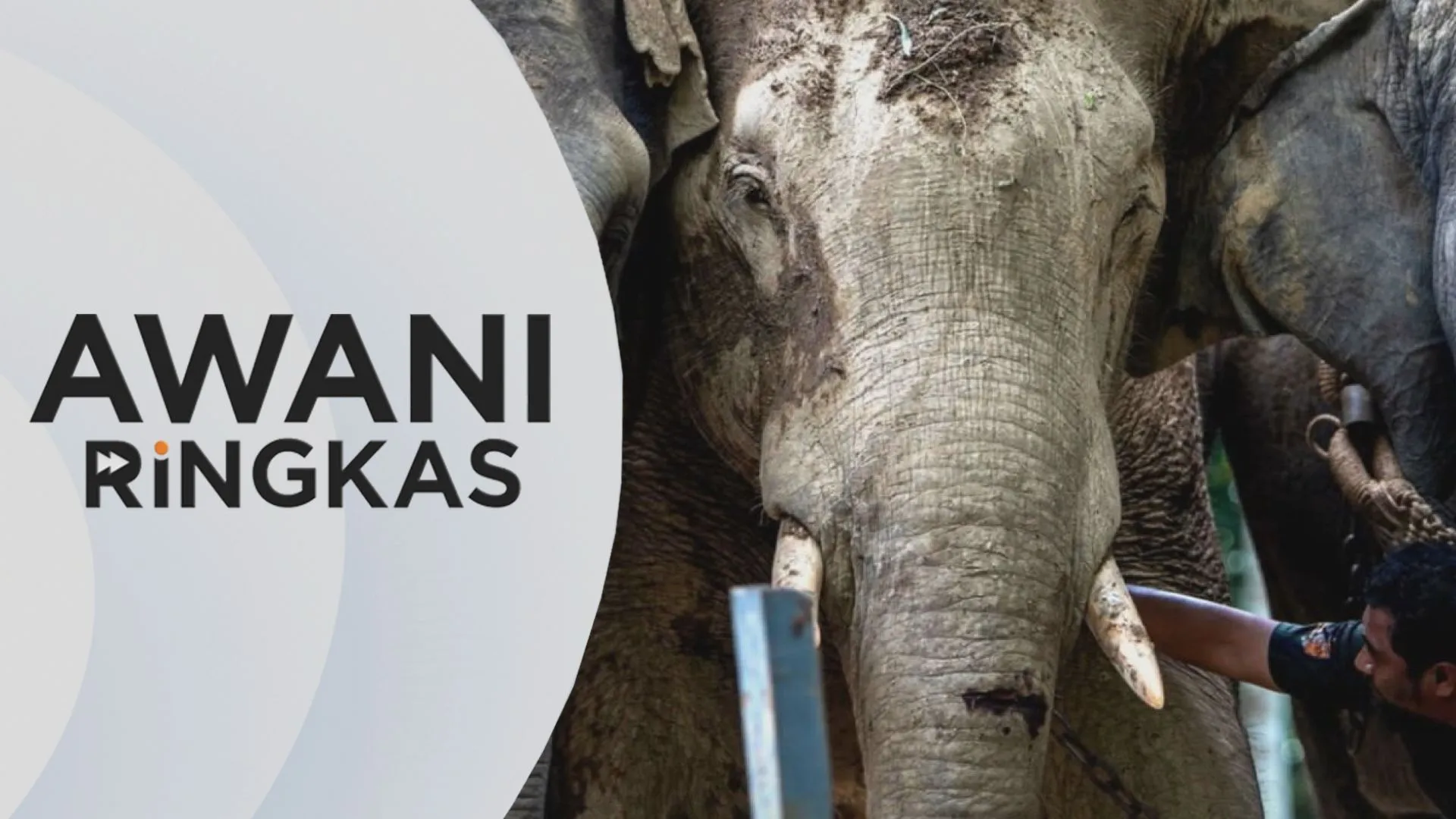 AWANI Ringkas: Siasatan SPRM berhubung proses pemindahan gajah
