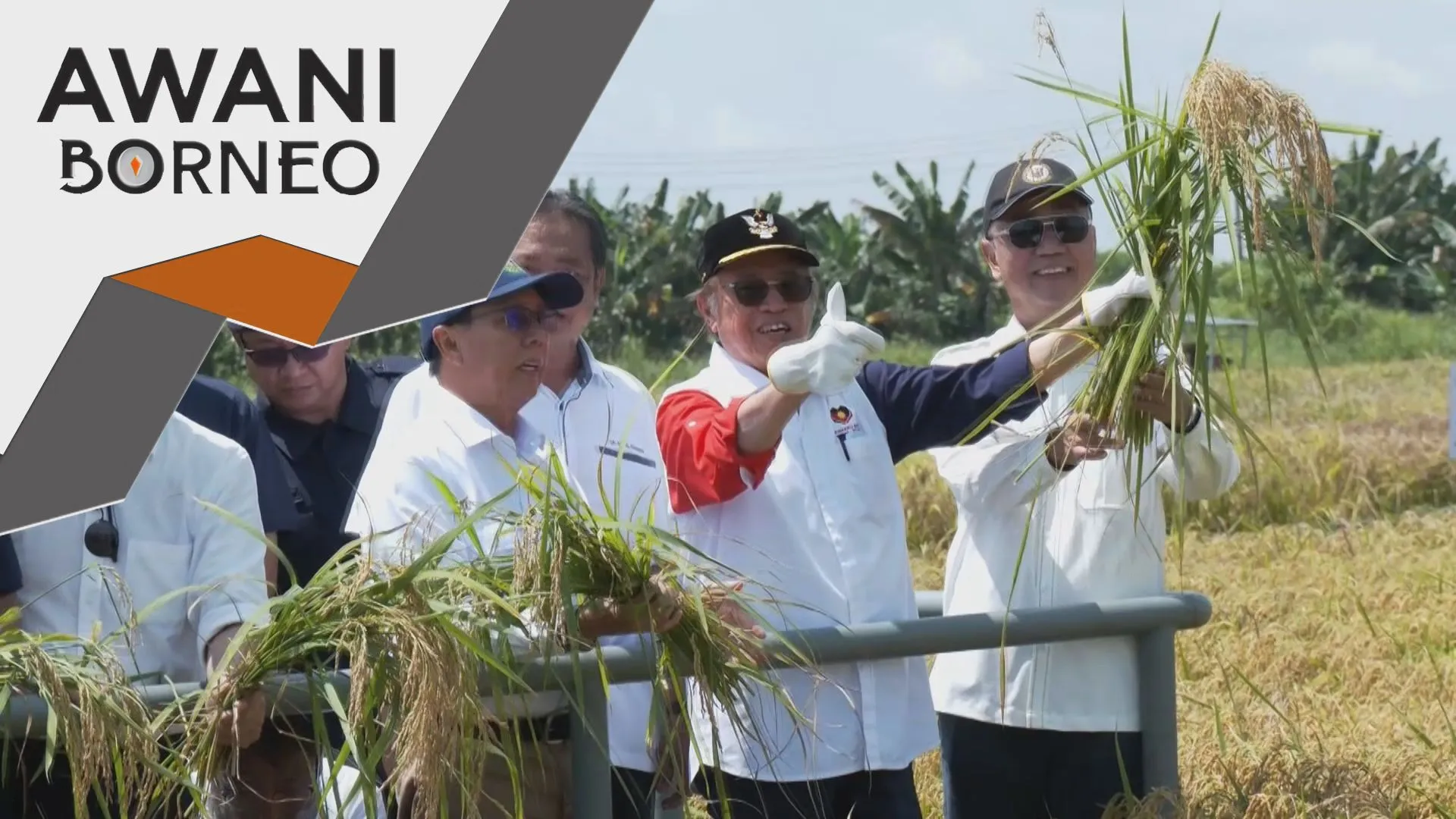 Sarawak kaji spesis baharu padi