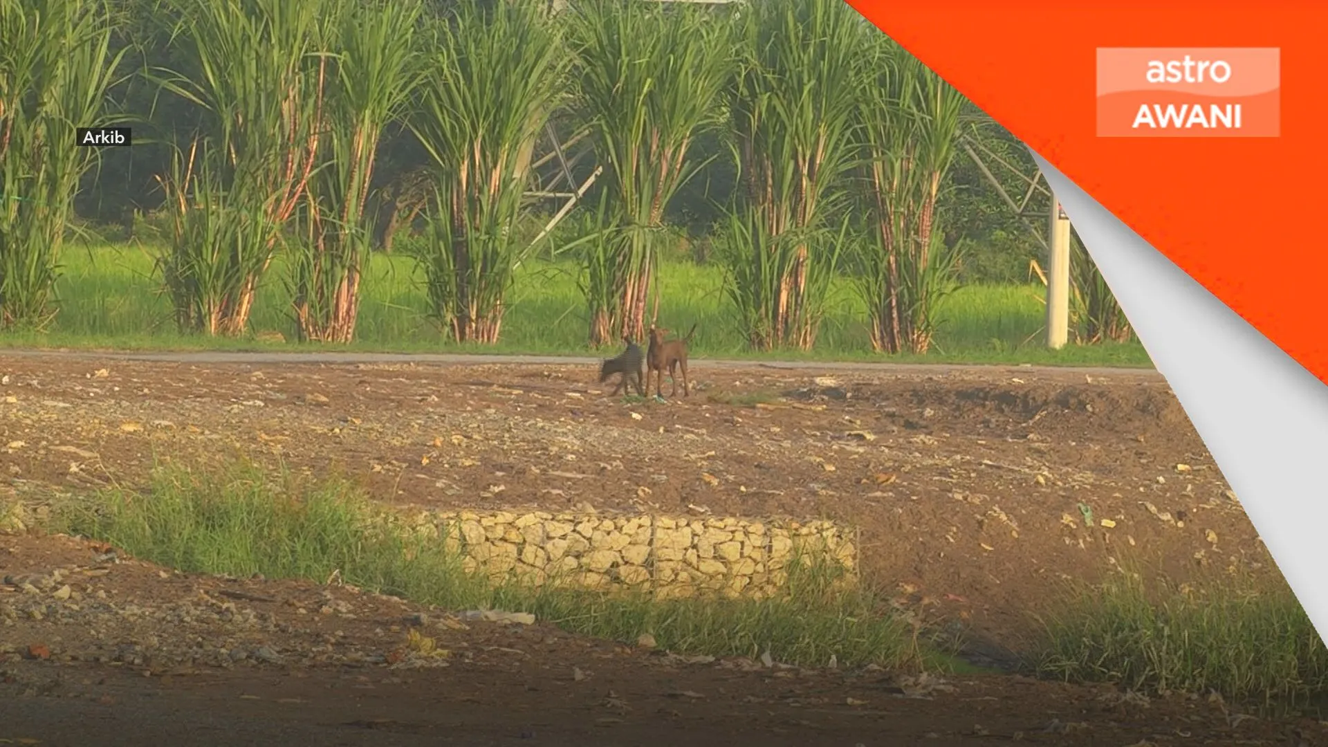 Takut dengan anjing didakwa berpunca daripada didikan sejak kecil