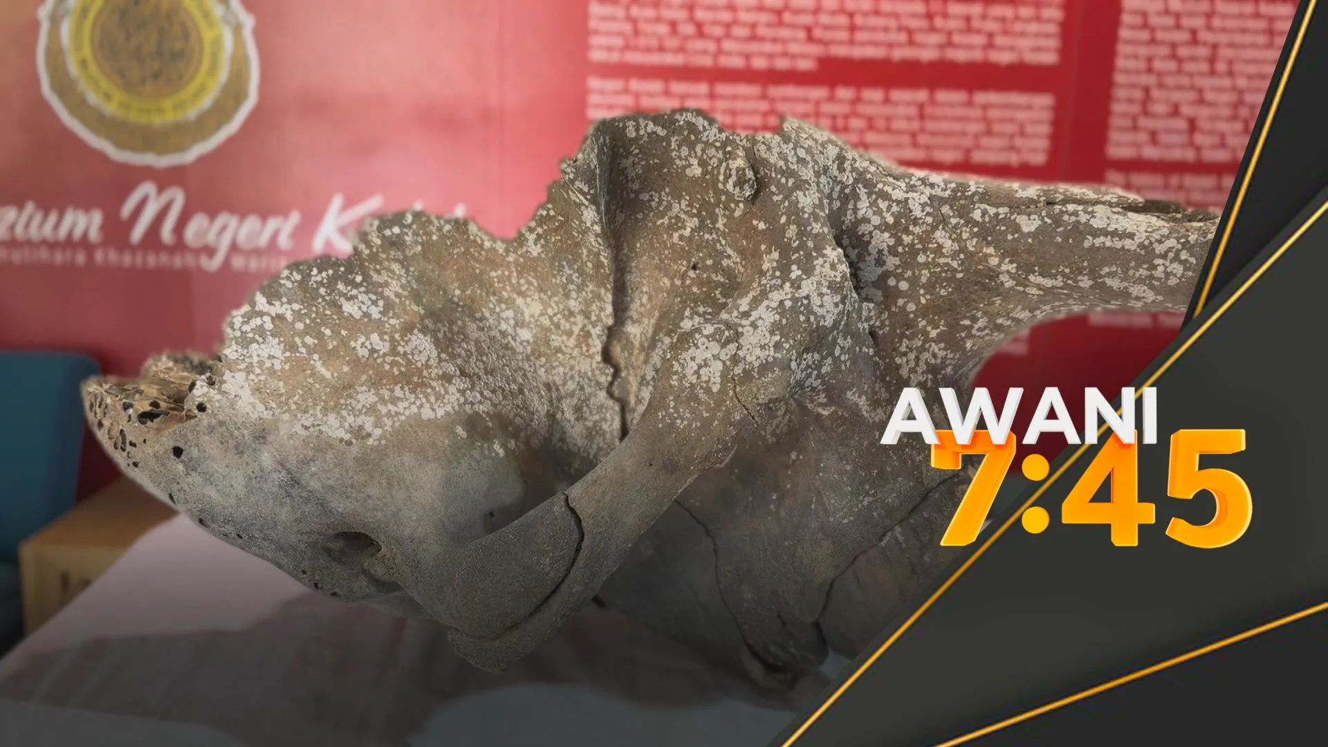 Tengkorak gajah Asia dipertonton di Muzium Kedah