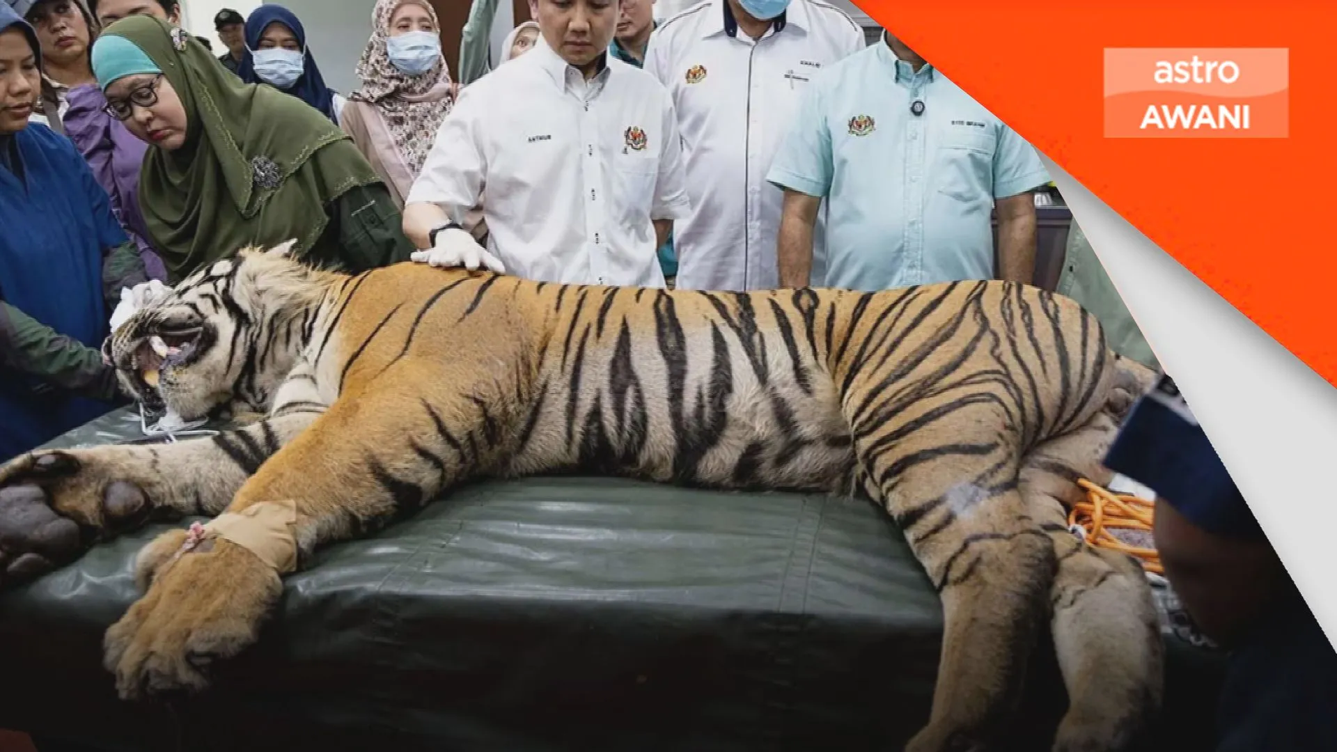 Harimau Malaya dari NWRC dilepaskan ke habitat asal bulan depan