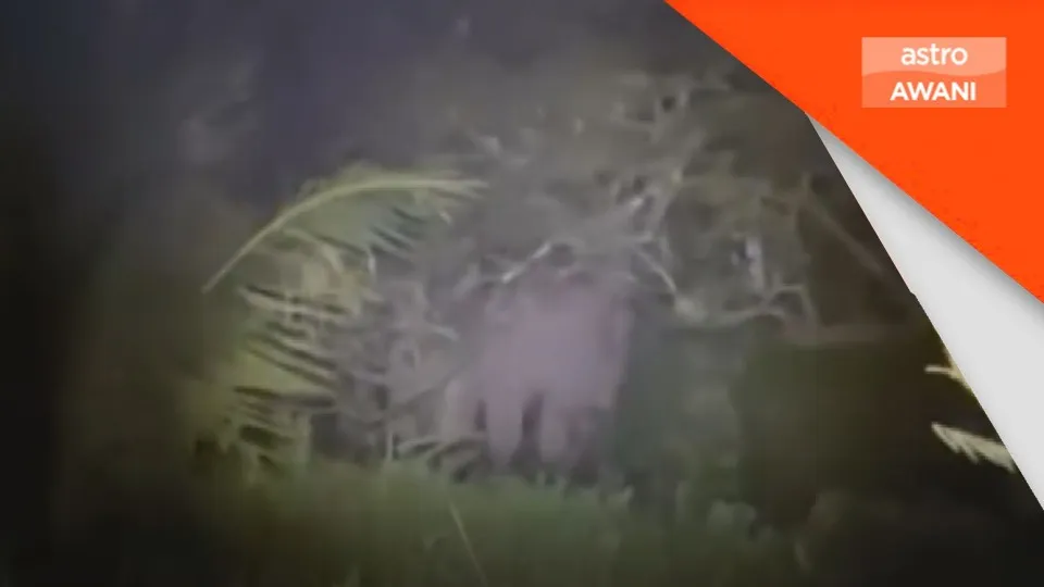 Perhilitan siasat aduan gajah liar berkeliaran