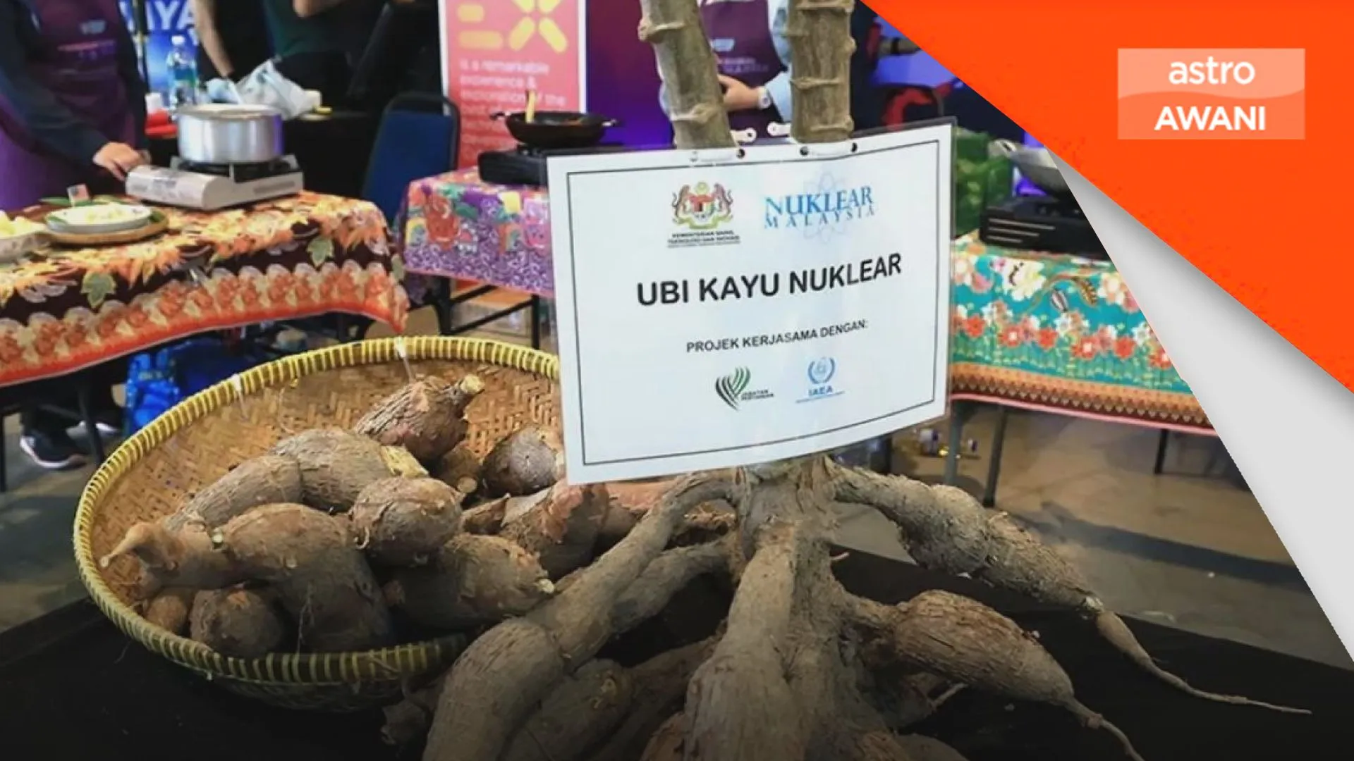 Ubi kayu nuklear matang awal, sasar dikomersial dalam dua tahun