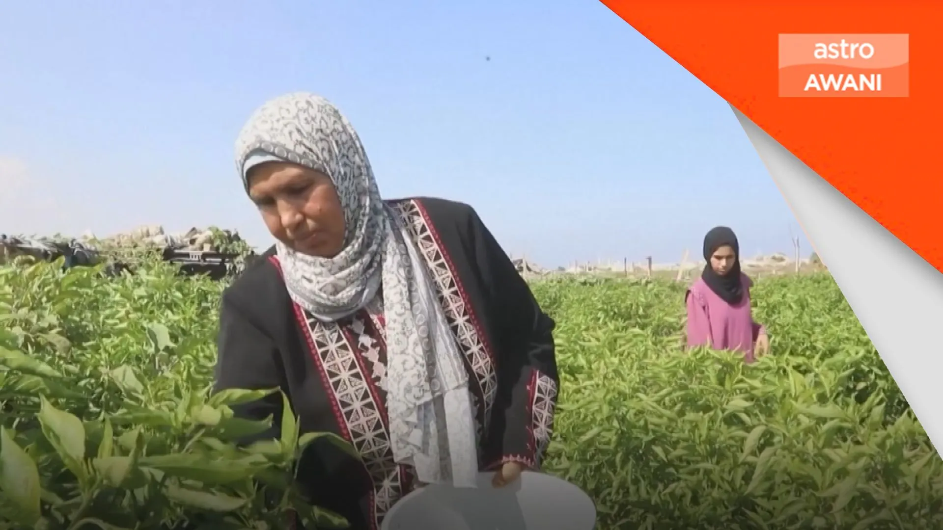 Petani Gaza kembali usahakan tanah selepas perang