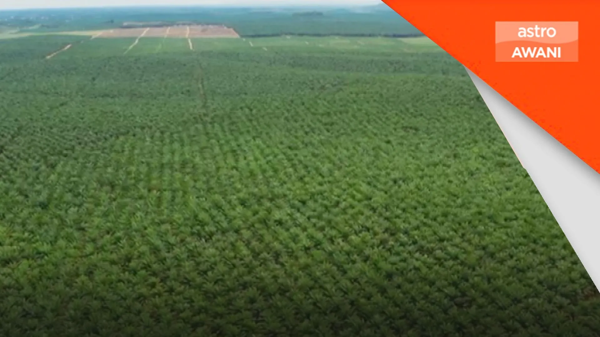 Cadangan audit forensik FELDA akan dibawa ke Kabinet