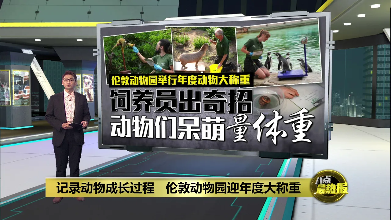 记录动物成长过程   伦敦动物园迎年度大称重