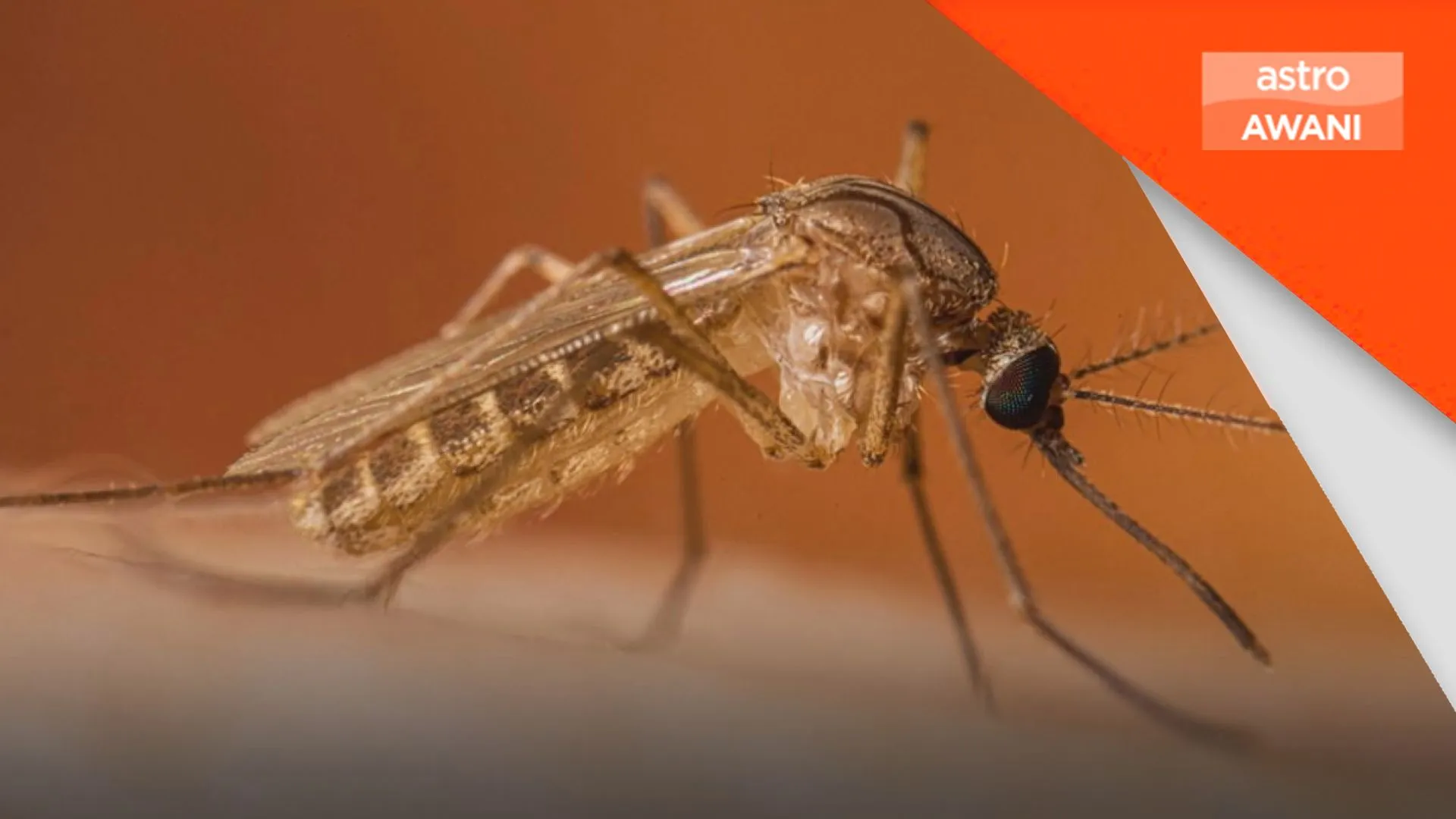 Kes virus Nil Barat melebihi 1,000 di Eropah
