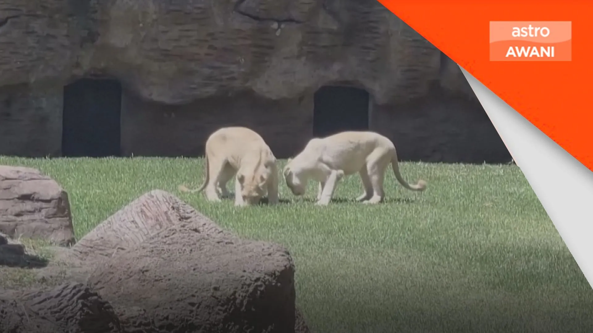 Zoo Guatemala perkenal pasangan singa putih