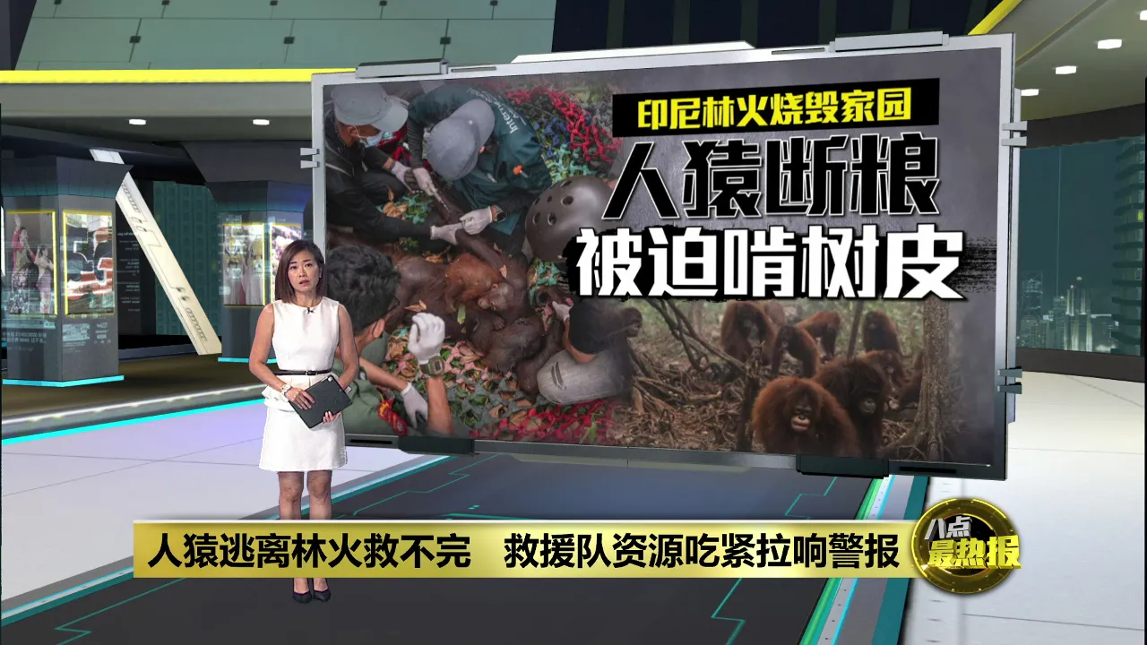 森林烧秃逃到油棕园求生   人猿啃树皮牙齿磨损