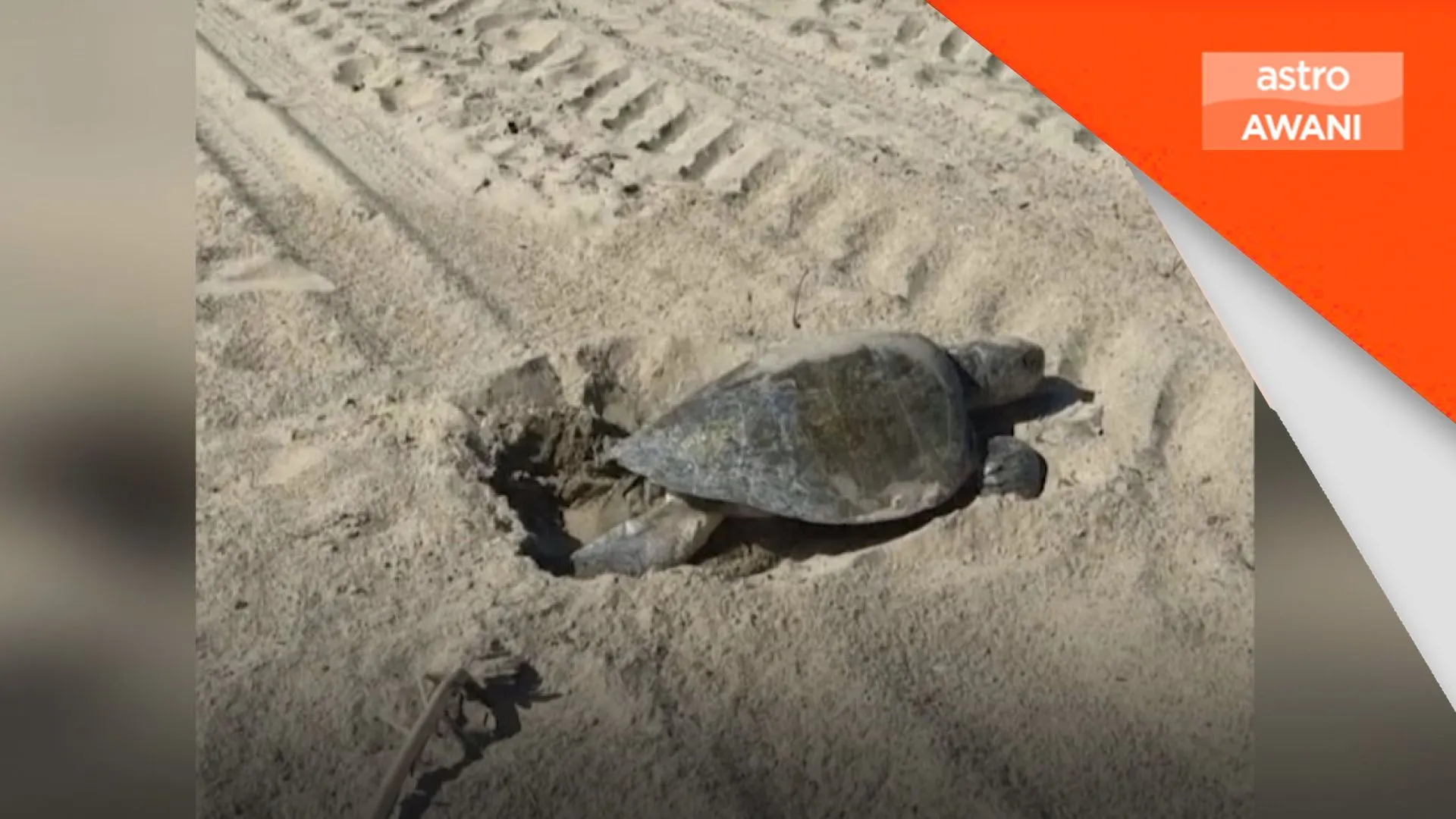 Penemuan bersejarah penyu laut bertelur di pantai barat AS