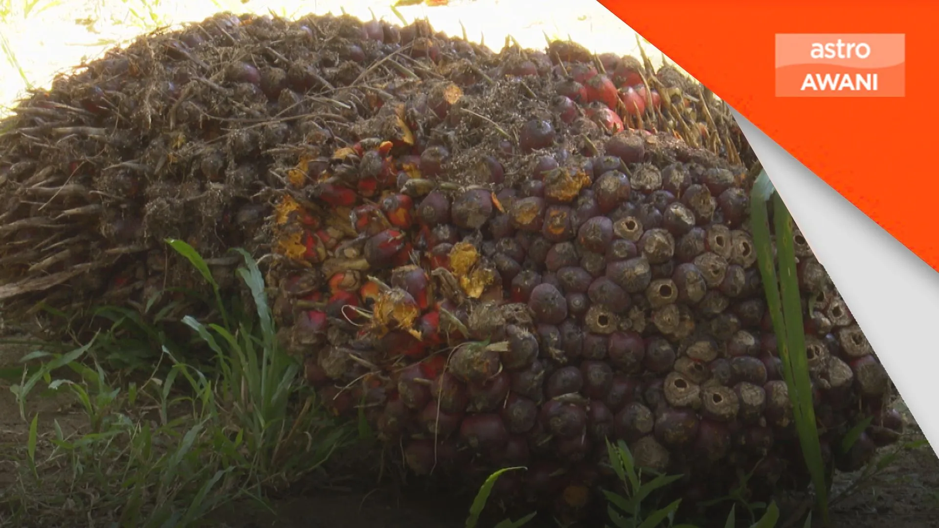 KPK cadang tabung bencana sektor agrikomoditi