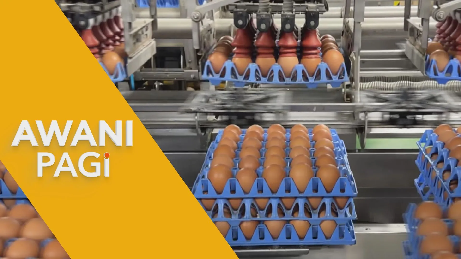 QL Eggs terajui hari telur sedunia, tekankan kualiti pemakanan ayam