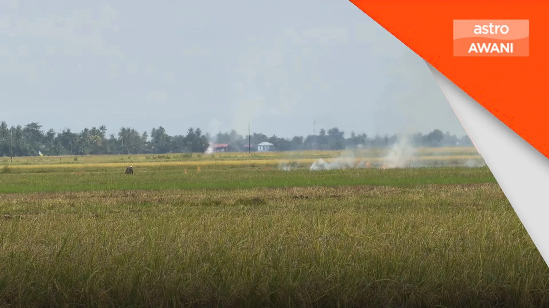 Petani tiada pilihan, pembakaran jerami masih diamalkan