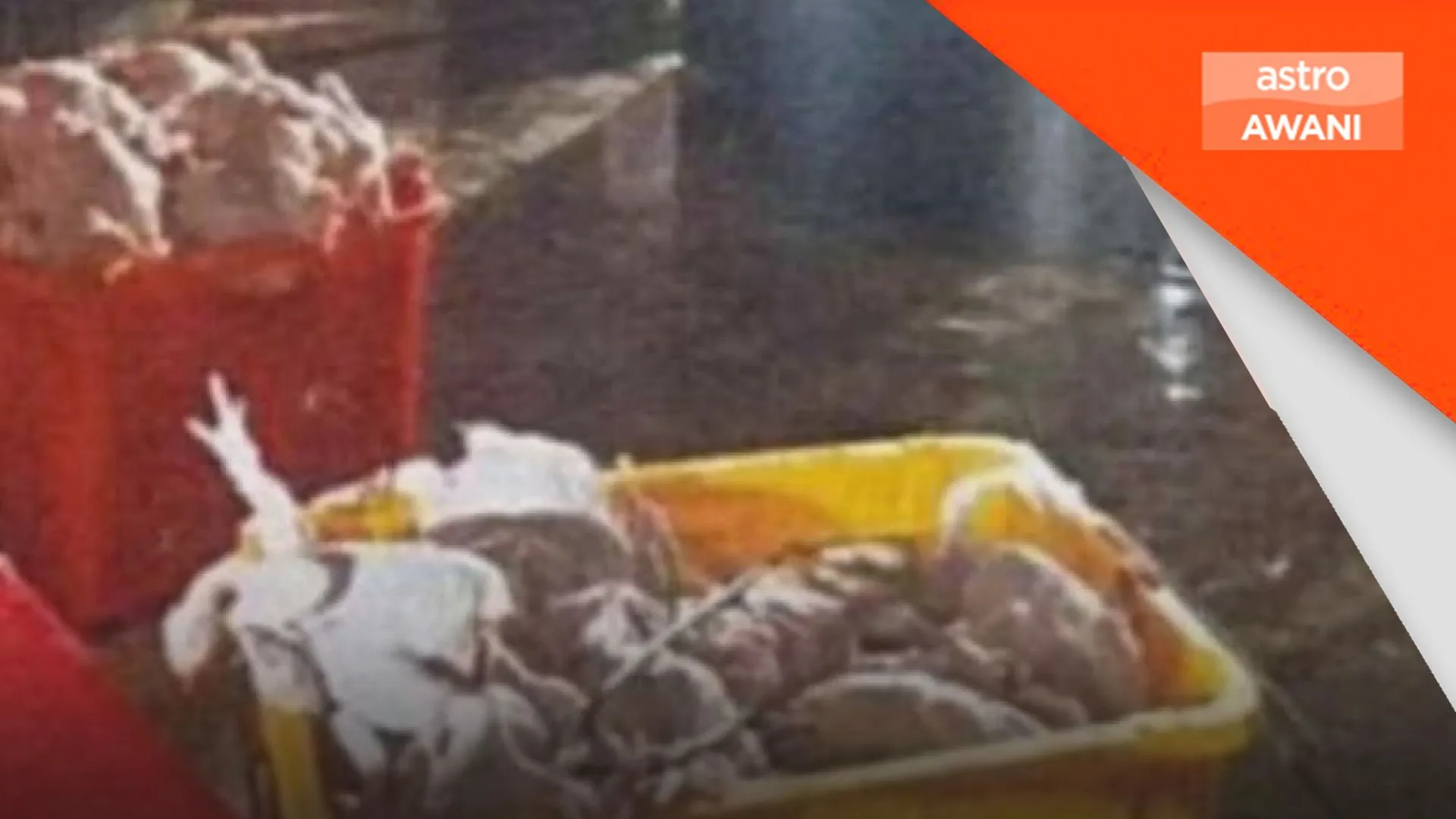 Premis di Puchong renjat ayam hingga mati - MAIS